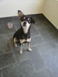 Neguinho