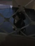 Neguinho