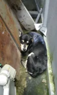 Neguinho