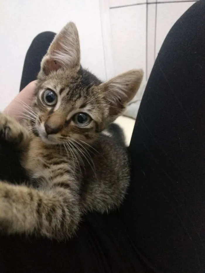 Gato ra a Vira lata idade 2 a 6 meses nome Bolota