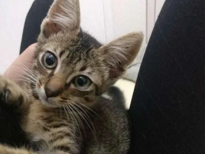 Gato ra a Vira lata idade 2 a 6 meses nome Bolota