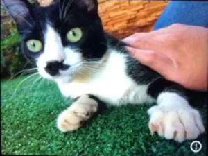 Gato raça  idade 2 a 6 meses nome Chaplin