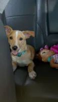 Bebe