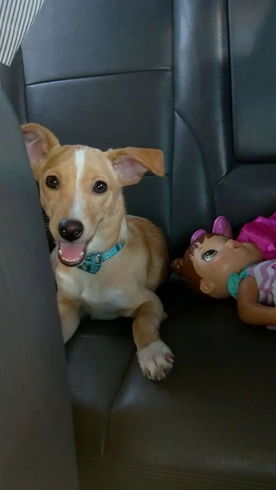 Cachorro ra a Indefinida idade 2 a 6 meses nome Bebe