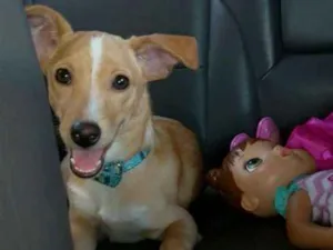 Cachorro raça Indefinida idade 2 a 6 meses nome Bebe