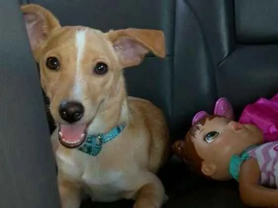 Cachorro ra a Indefinida idade 2 a 6 meses nome Bebe