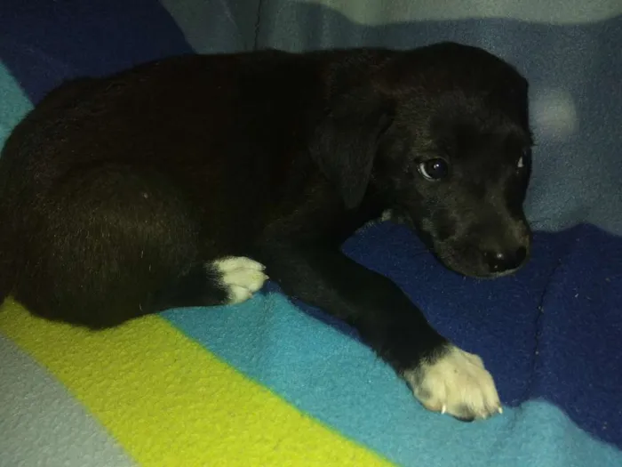 Cachorro ra a Vira lata idade 2 a 6 meses nome Mel