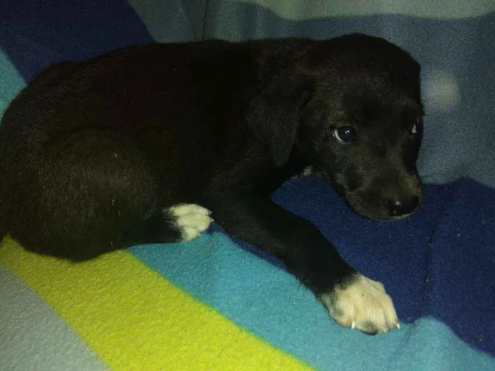 Cachorro ra a Vira lata idade 2 a 6 meses nome Mel