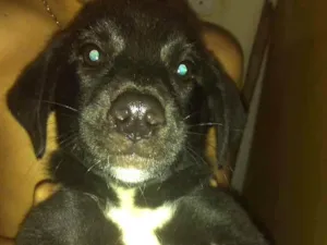 Cachorro raça Vira lata idade 2 a 6 meses nome Mel