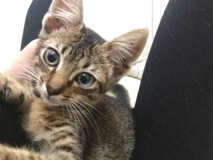 Gato ra a Vira lata idade 2 a 6 meses nome Bolota