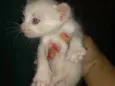 Nao tem