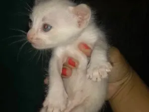 Gato raça  idade Abaixo de 2 meses nome Nao tem