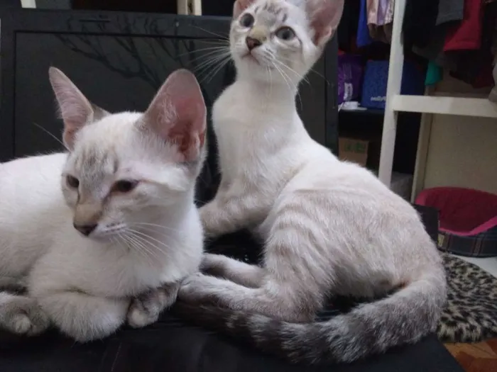 Gato ra a Sem raça definida idade 2 a 6 meses nome Sansa e Arya