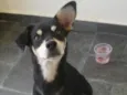 Neguinho