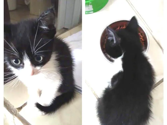 Gato ra a Sem raça  idade 2 a 6 meses nome Frajolinha