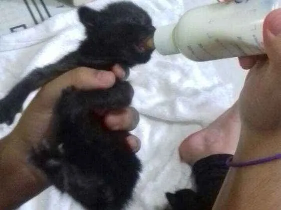 Gato ra a  idade Abaixo de 2 meses nome Sem nome são filhote