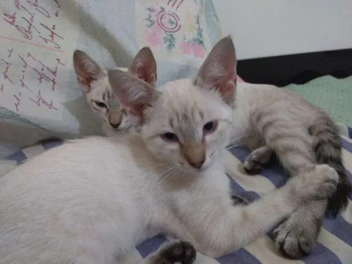 Gato ra a Sem raça definida idade 2 a 6 meses nome Sansa e Arya