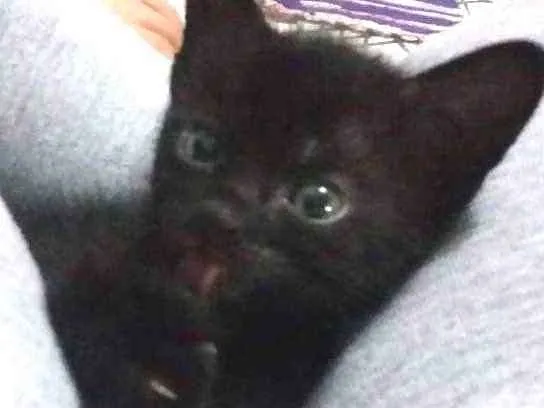 Gato ra a  idade Abaixo de 2 meses nome Sem nome são filhote