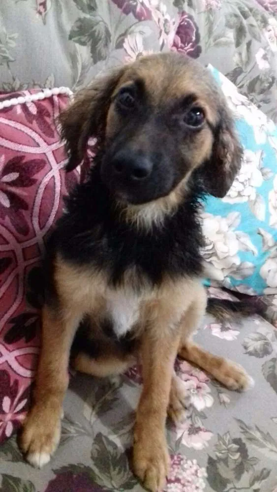 Cachorro ra a Mestiço pastor pirineu idade 7 a 11 meses nome BOB