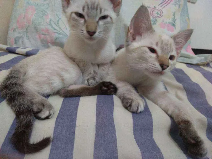 Gato ra a Sem raça definida idade 2 a 6 meses nome Sansa e Arya