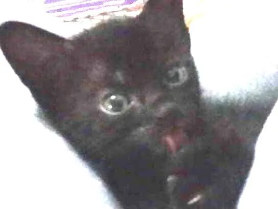 Gato ra a  idade Abaixo de 2 meses nome Sem nome são filhote