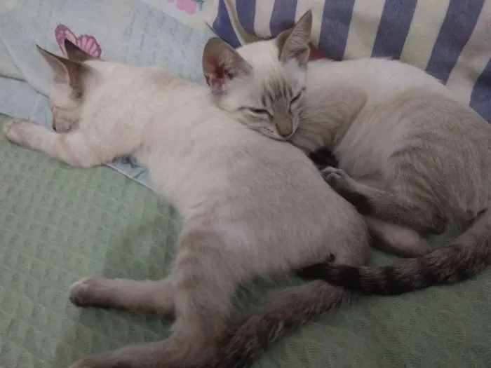 Gato ra a Sem raça definida idade 2 a 6 meses nome Sansa e Arya