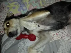 Cachorro raça vira-lata idade 4 anos nome Loli