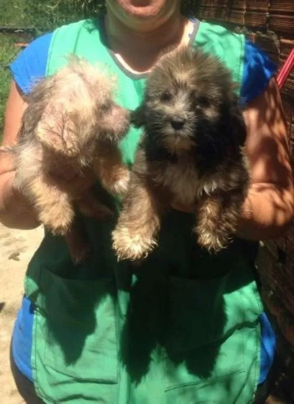 Cachorro ra a SRD idade 2 a 6 meses nome Leãozinho