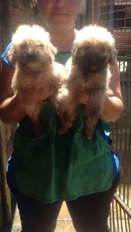 Cachorro ra a SRD idade 2 a 6 meses nome Melannie