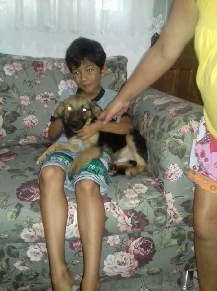 Cachorro ra a Mestiço pastor pirineu idade 7 a 11 meses nome BOB