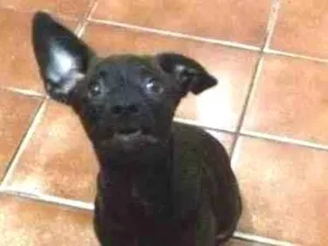 Cachorro raça VIRA LATA idade 2 a 6 meses nome SEM NOME