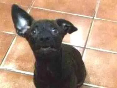 Cachorro ra a VIRA LATA idade 2 a 6 meses nome SEM NOME