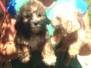 Cachorro raça SRD idade 2 a 6 meses nome Leãozinho