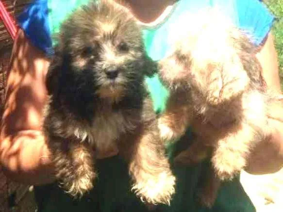 Cachorro ra a SRD idade 2 a 6 meses nome Leãozinho