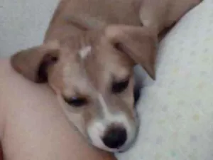 Cachorro raça Vira Lata  idade Abaixo de 2 meses nome Sem nome 