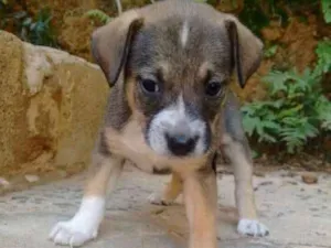 Cachorro raça Vira lata  idade Abaixo de 2 meses nome Ainda não tem 