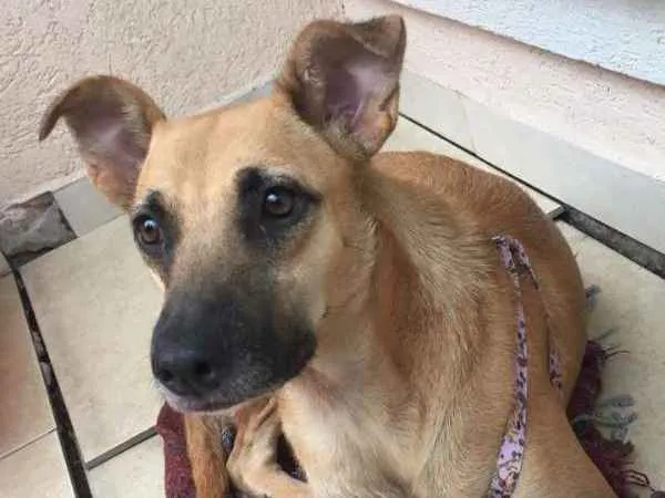 Cachorro ra a SRD idade 1 ano nome Paçoca
