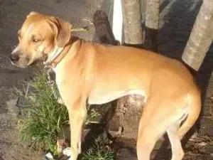 Cachorro raça - idade 2 anos nome Marron