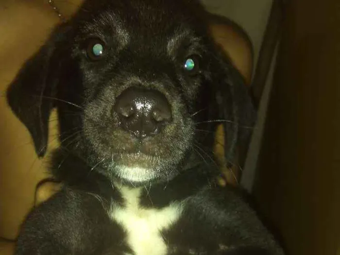 Cachorro ra a Vira lata idade 2 a 6 meses nome Mel