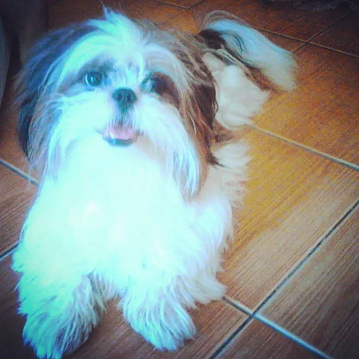 Cachorro raça Shitzu idade 5 anos nome Toy