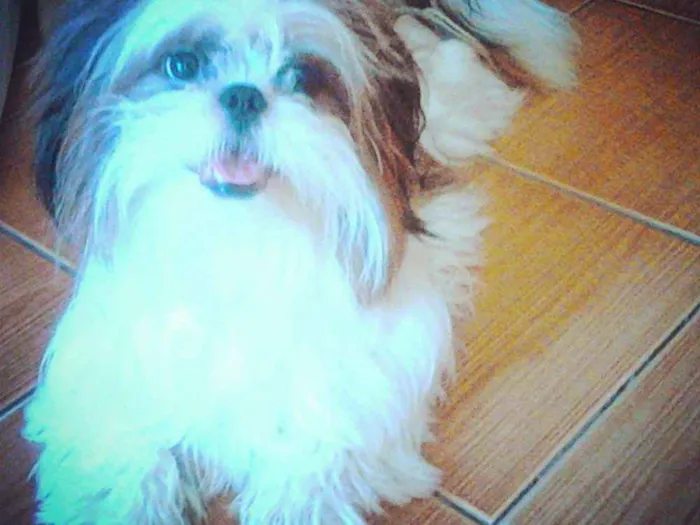 Cachorro raça Shitzu idade 5 anos nome Toy