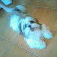 Toy