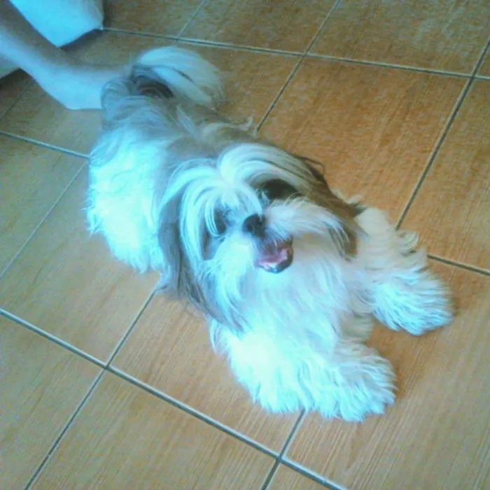 Cachorro raça Shitzu idade 5 anos nome Toy