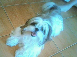 Cachorro raça Shitzu idade 5 anos nome Toy
