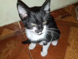 Gato raça srd idade 2 a 6 meses nome sem nome 