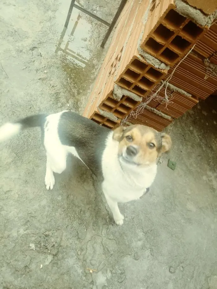 Cachorro ra a Vira lata idade 1 ano nome Mila