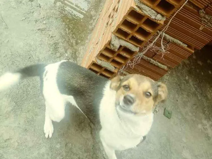 Cachorro ra a Vira lata idade 1 ano nome Mila