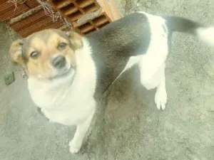 Cachorro raça Vira lata idade 1 ano nome Mila