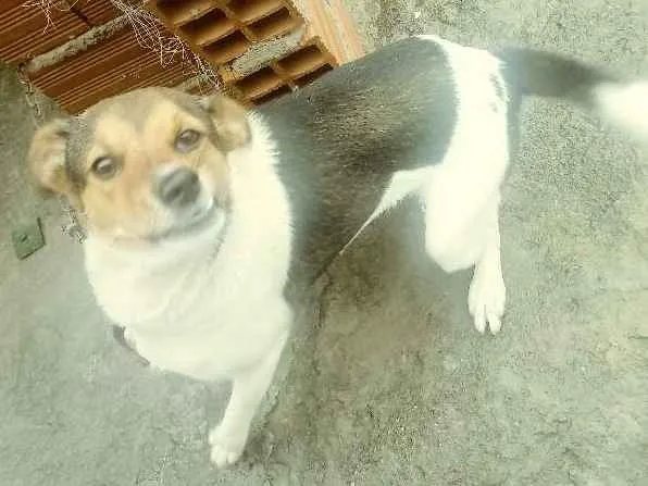 Cachorro ra a Vira lata idade 1 ano nome Mila