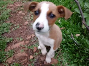 Cachorro raça Cruza de collie com akita idade 2 a 6 meses nome Menina